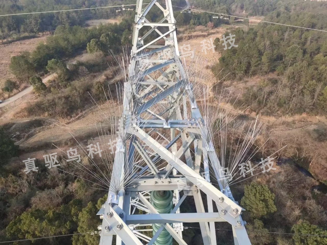 zqn20240419b.jpg